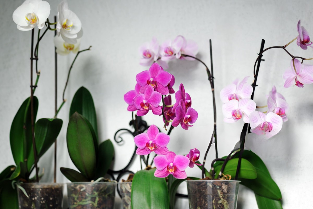 Orkide Bakımının Sırları