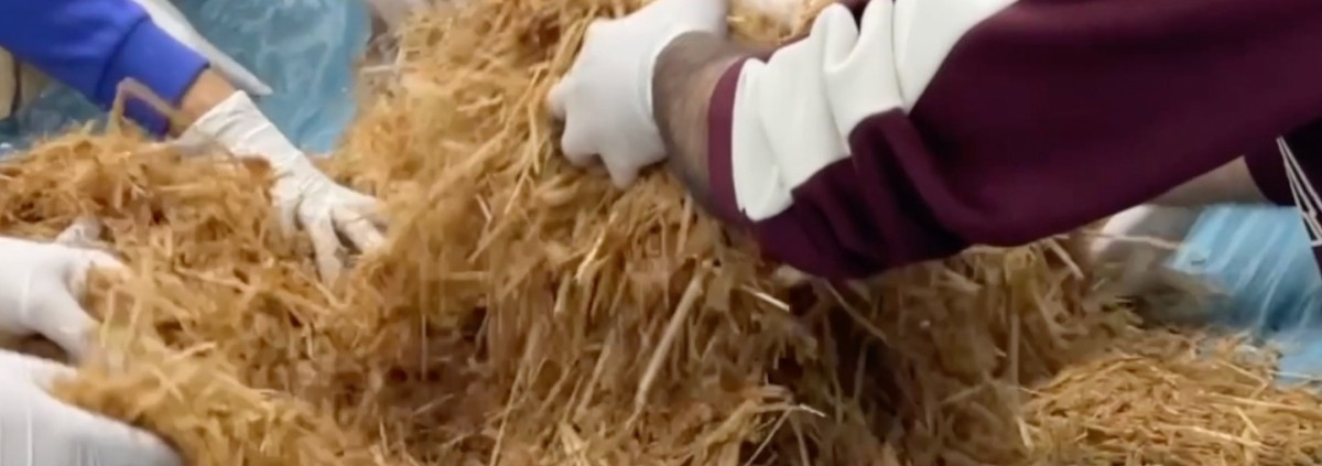 Evde İstiridye Mantarı Yetiştirme: 2 Hasat Garantili Adım Adım Organik Üretim Rehberi