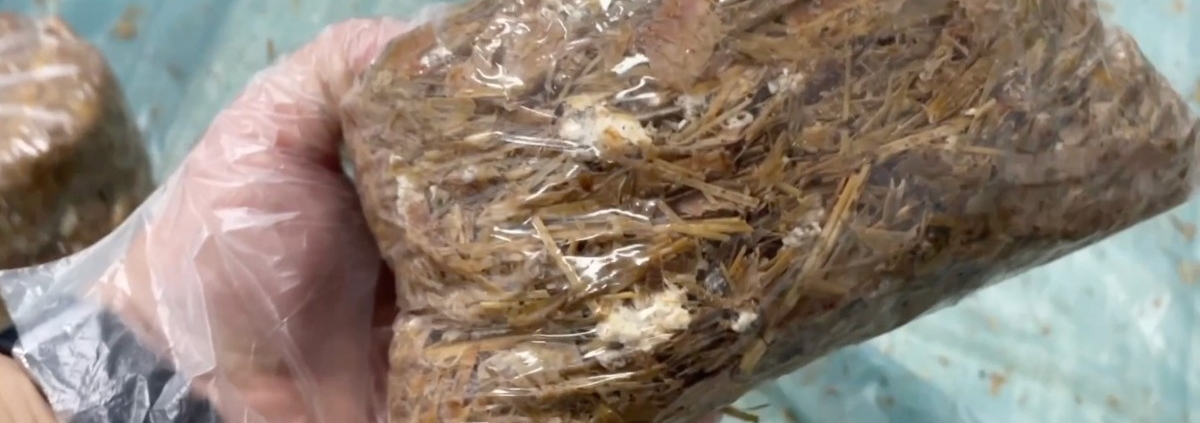 Evde İstiridye Mantarı Yetiştirme: 2 Hasat Garantili Adım Adım Organik Üretim Rehberi