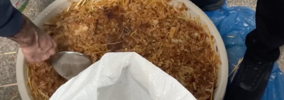 Evde İstiridye Mantarı Yetiştirme: 2 Hasat Garantili Adım Adım Organik Üretim Rehberi