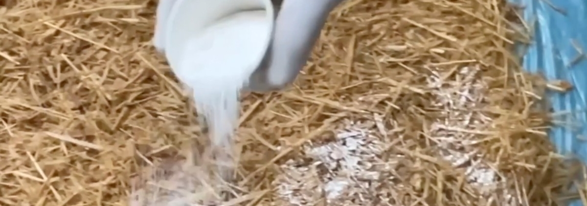 Evde İstiridye Mantarı Yetiştirme: 2 Hasat Garantili Adım Adım Organik Üretim Rehberi