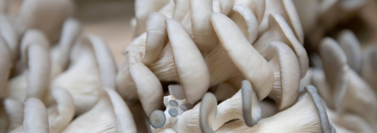 İstiridye mantarı nasıl yetiştirilir