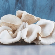 pile-oyster-mushroom-grey-background istiridye mantarı