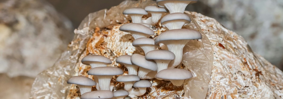 istiridye mantarı hasat görüntüsü