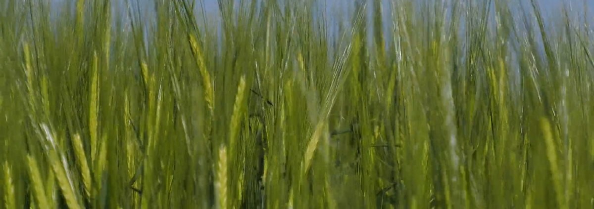 Eylül Ayında Ne Ekilir, Ne Dikilir? Kaçıran 1 Yıl Bekler! Kışlık Sebze Ekim Takvimi (Bölge Bölge) 11 Yeşil gübre: boş toprağa ekilen genç arpa ve yulaf