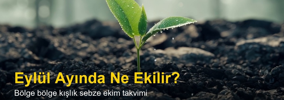 eylul
