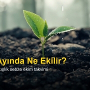 eylul