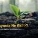 Eylül Ayında Ne Ekilir, Ne Dikilir? Kaçıran 1 Yıl Bekler! Kışlık Sebze Ekim Takvimi (Bölge Bölge) 11 eylul