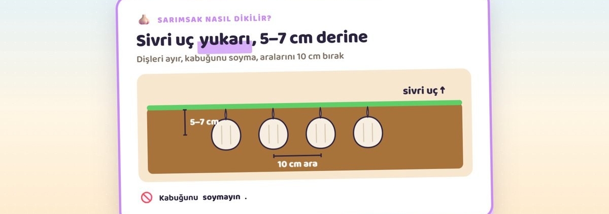 Eylül Ayında Ne Ekilir, Ne Dikilir? Kaçıran 1 Yıl Bekler! Kışlık Sebze Ekim Takvimi (Bölge Bölge) 8 Sarımsak dikimi: sivri uç yukarı, 5–7 cm derine, 10 cm arayla